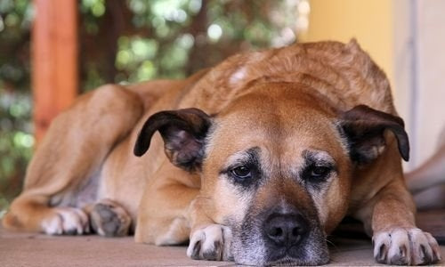 How to Help an Old Dog Down Stairs